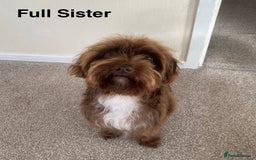 Jackapoo dogs for sale: Jackapoo Puppies - Image 10