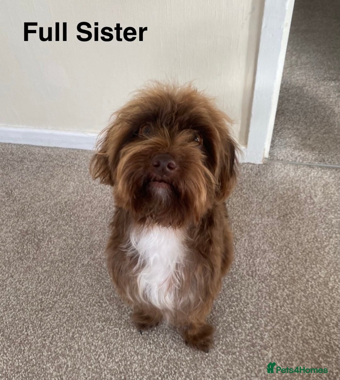 Jackapoo dogs for sale: Jackapoo Puppies - Image 10