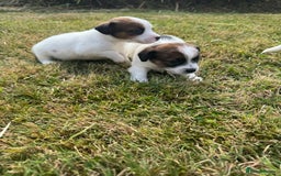 Jack Russell dogs for sale: Pedigree Jack Russell Puppies  - Image 31