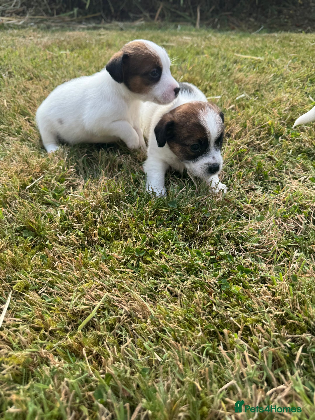 Jack Russell dogs for sale: Pedigree Jack Russell Puppies  - Image 31