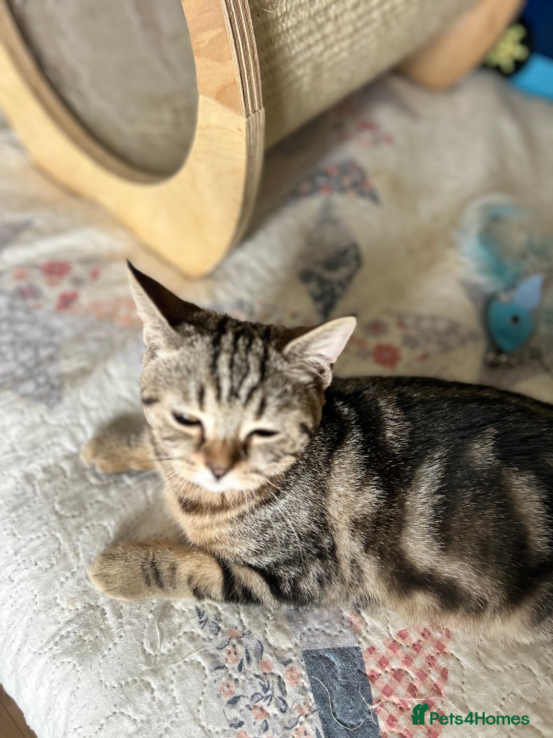 Scottish Fold cats for sale: Beautiful kittens just for you - Image 7