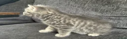 Mixed Breed cats for sale: 🐾 Beautiful British Shorthair Cross Kittens 🐾 - Advert 2