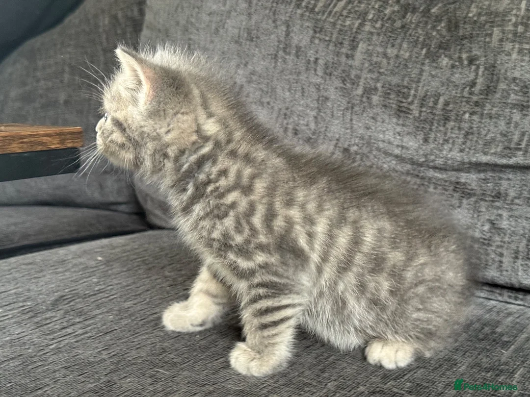 Mixed Breed cats for sale: 🐾 Beautiful British Shorthair Cross Kittens 🐾 - Advert 2