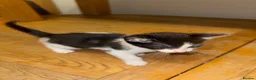 Mixed Breed cats for sale: Beautiful kittens ready for forever home - Advert 10