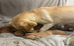 Labrador Retriever dogs for sale: 2 Beautiful Pure Labradors READY NOW🩷 - Image 6