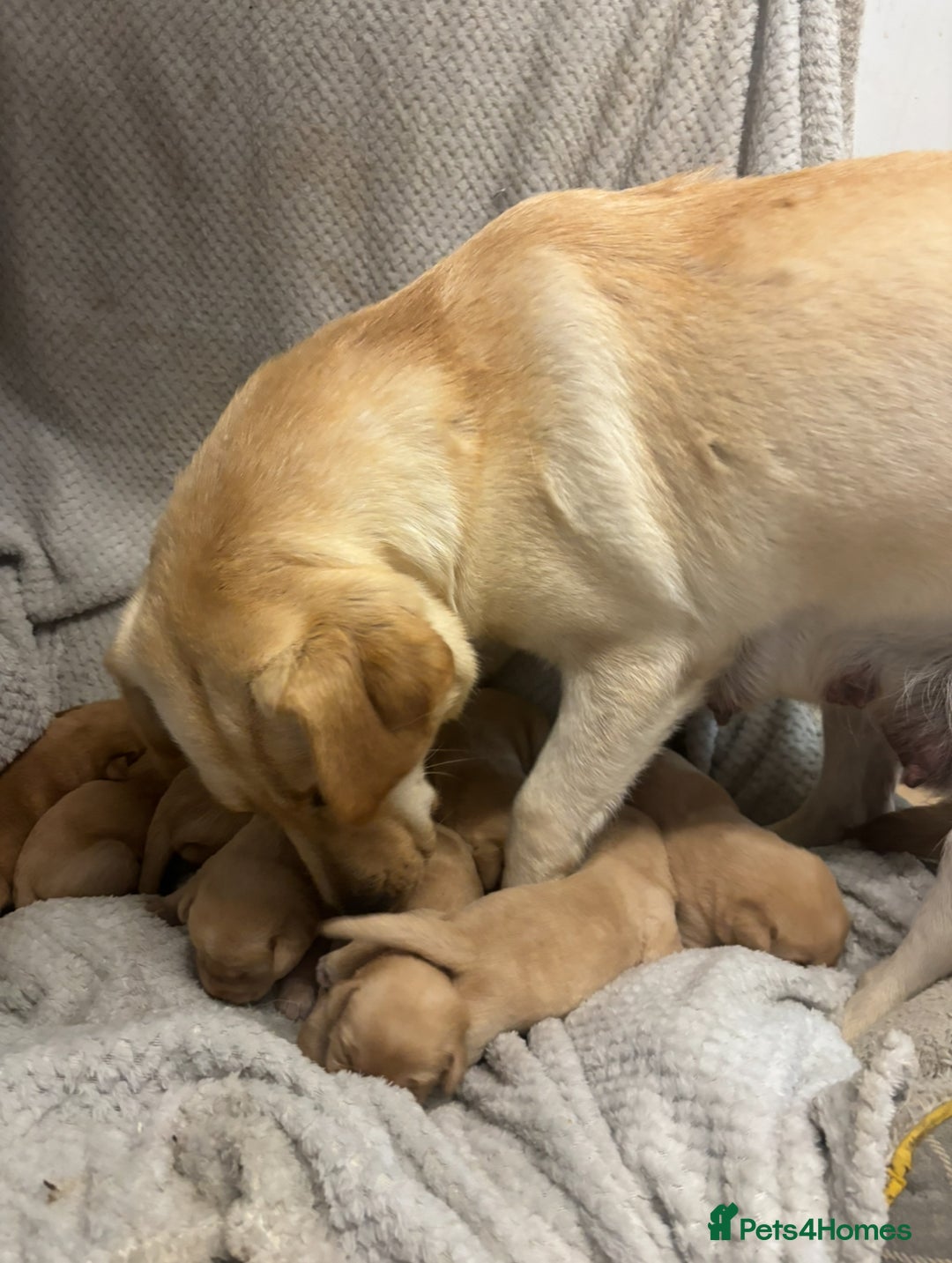 Labrador Retriever dogs for sale: 2 Beautiful Pure Labradors READY NOW🩷 - Image 6