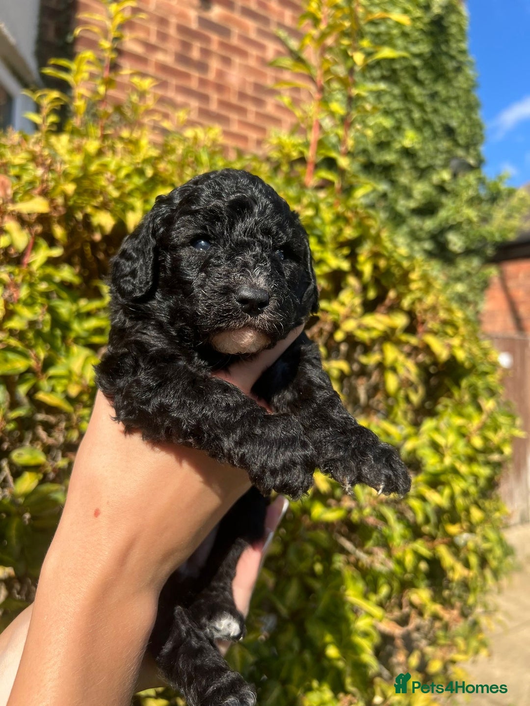 Cockapoo dogs for sale: Cockapoo - Image 4