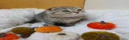 British Shorthair cats for sale: Golden Tabby Kittens  - Advert 22