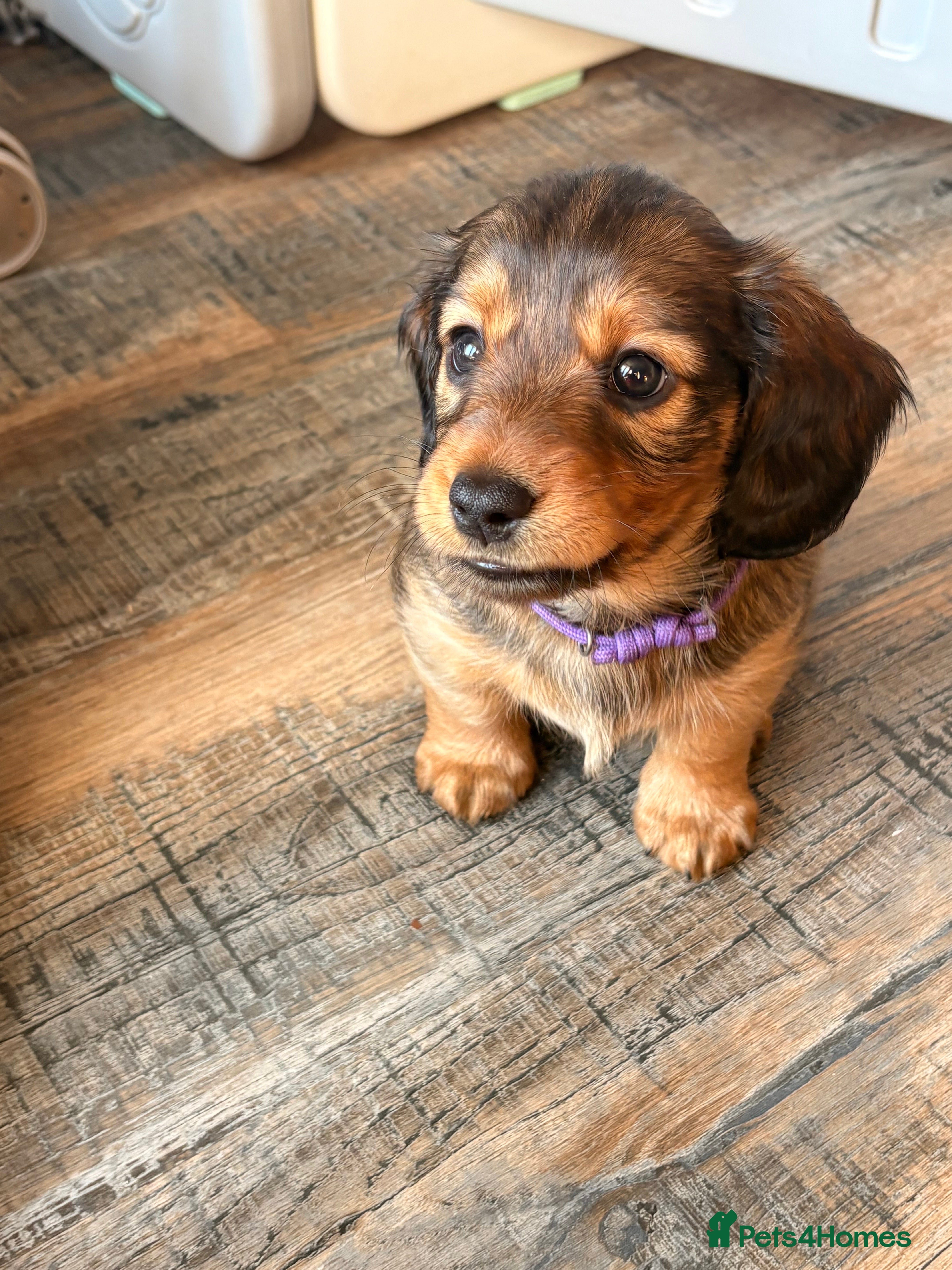Dachshund dogs Standard longhair dachshund - Advert 18