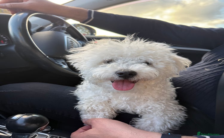 Bichon Frise dogs - Advert 1