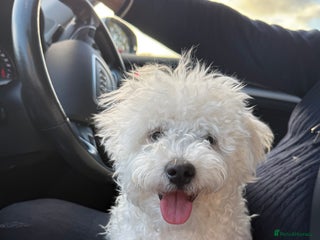 Bichon Frise dogs - Advert 7