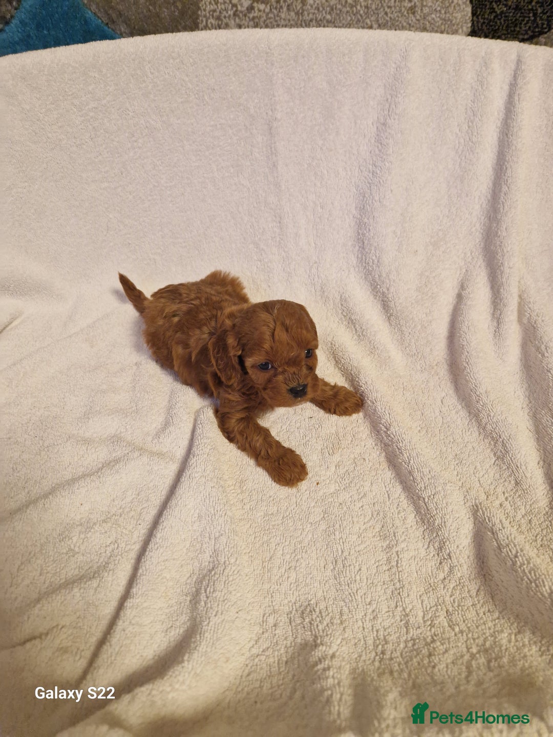 Cavapoo dogs for sale: Fox Red Cavapoo F1 Puppies  - Image 8