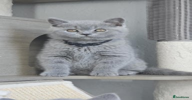 British Shorthair cats - Advert 10