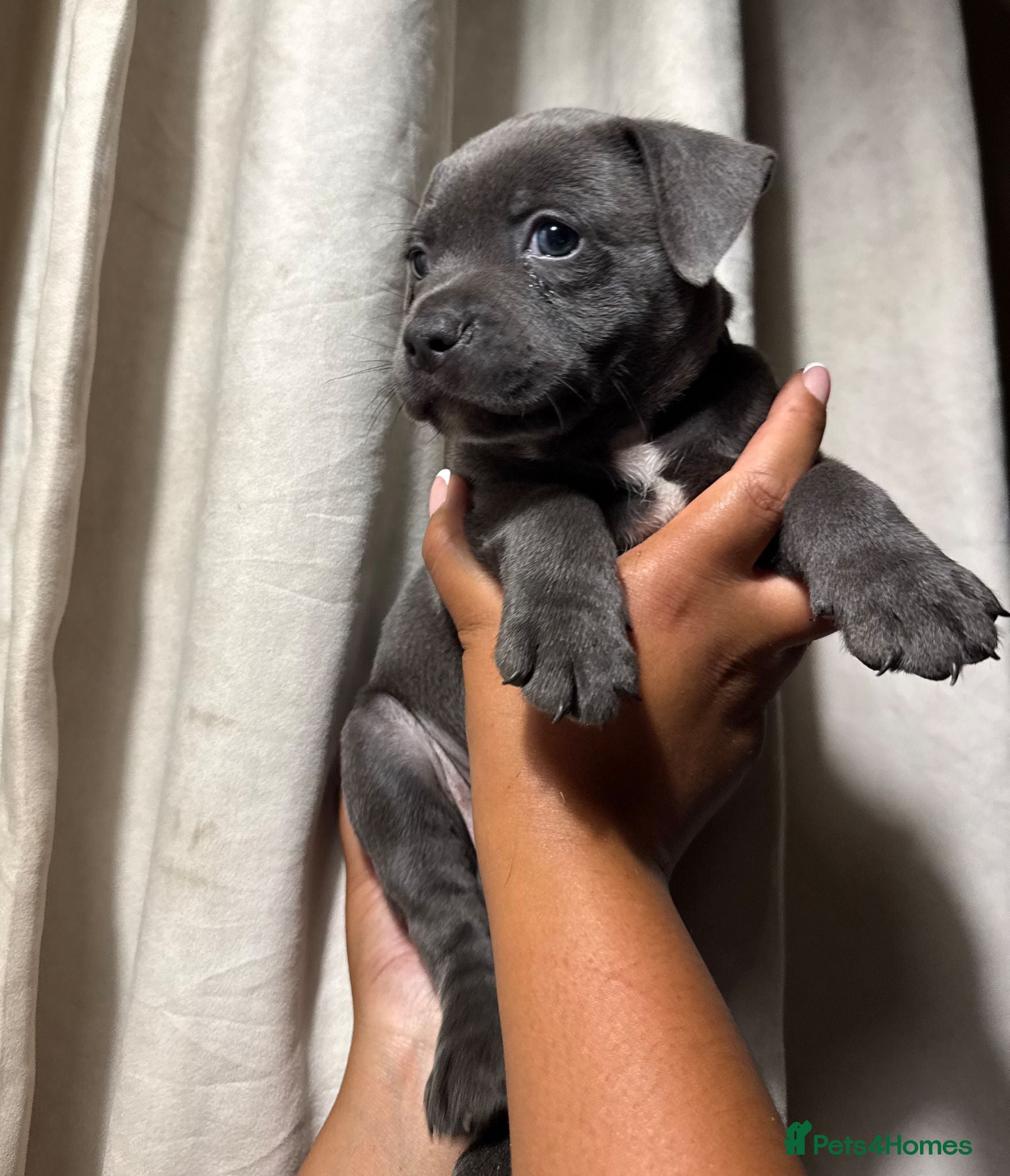 Staffordshire Bull Terrier dogs KC REG BLUE STAFFORDSHIRE BULL TERRIER - Advert 1