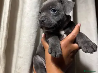 Staffordshire Bull Terrier dogs KC REG BLUE STAFFORDSHIRE BULL TERRIER - Advert 1