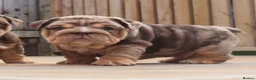 English Bulldog dogs for sale: Gorgeous English Bulldog Pups - Advert 5