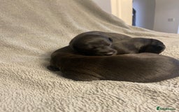 Mixed Breed dogs for sale: Beddlington whippet puppies  - Advert 8