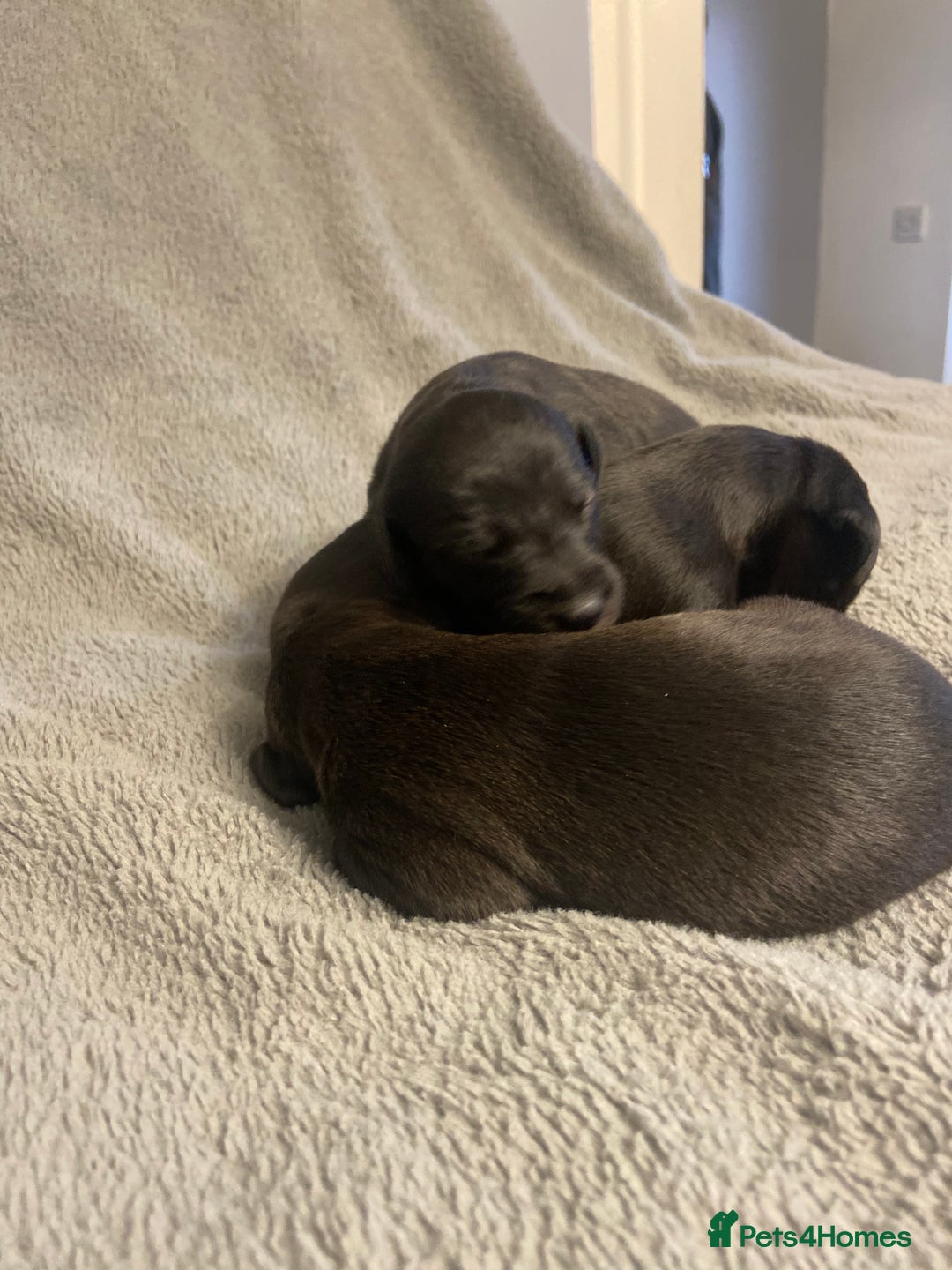 Mixed Breed dogs for sale: Beddlington whippet puppies  - Advert 8