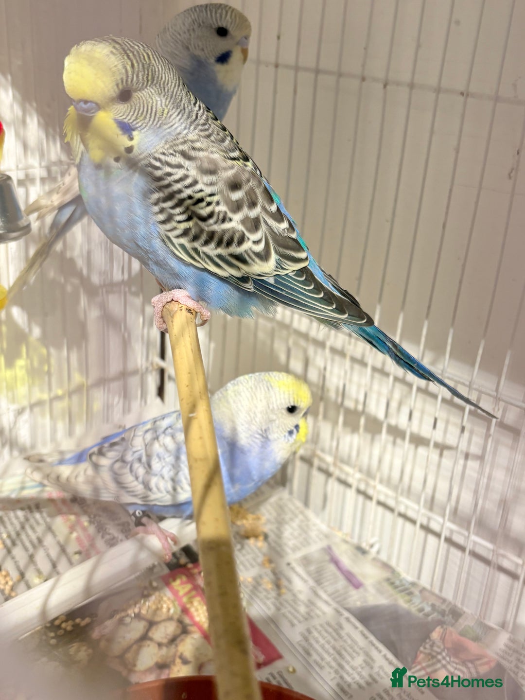 Budgerigars birds for sale: Young Budgies for sale  - Advert 2