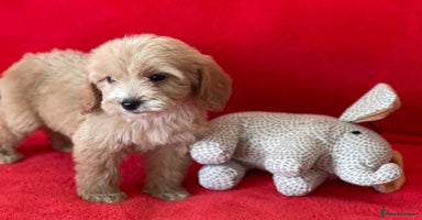 Cockapoo dogs - Advert 7