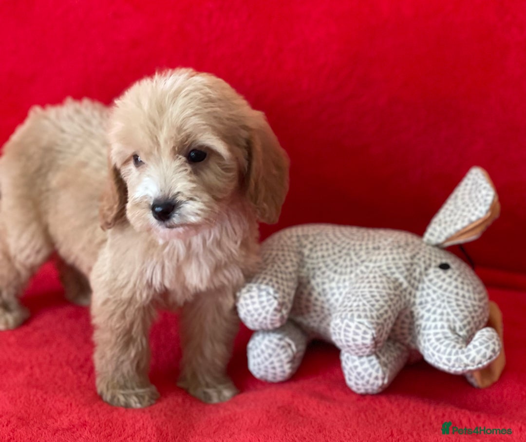 Cockapoo dogs for sale: Adorable cockapoo pups - Image 11