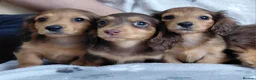 Miniature Dachshund dogs for sale: ✨️Available & Ready✨️3 Left✨️Longhaired Mini's✨️ - Advert 27