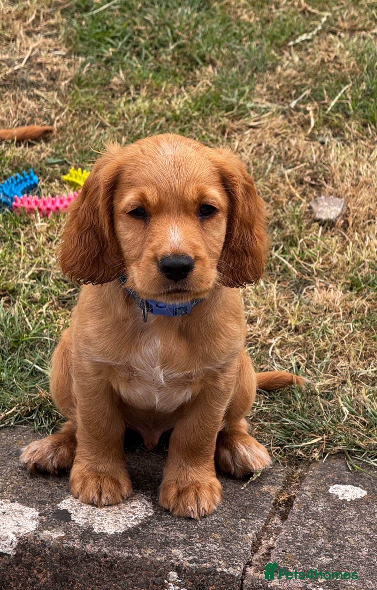 Cocker Spaniel dogs Cocker Spaniel male Ready for Loving Home - Advert 1