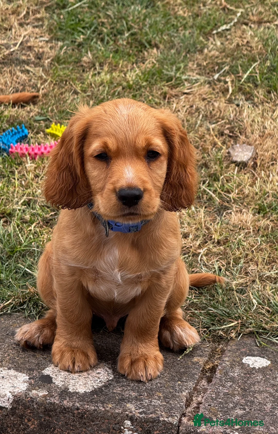 Cocker Spaniel dogs for sale: Cocker Spaniel male Ready for Loving Home - Advert 1