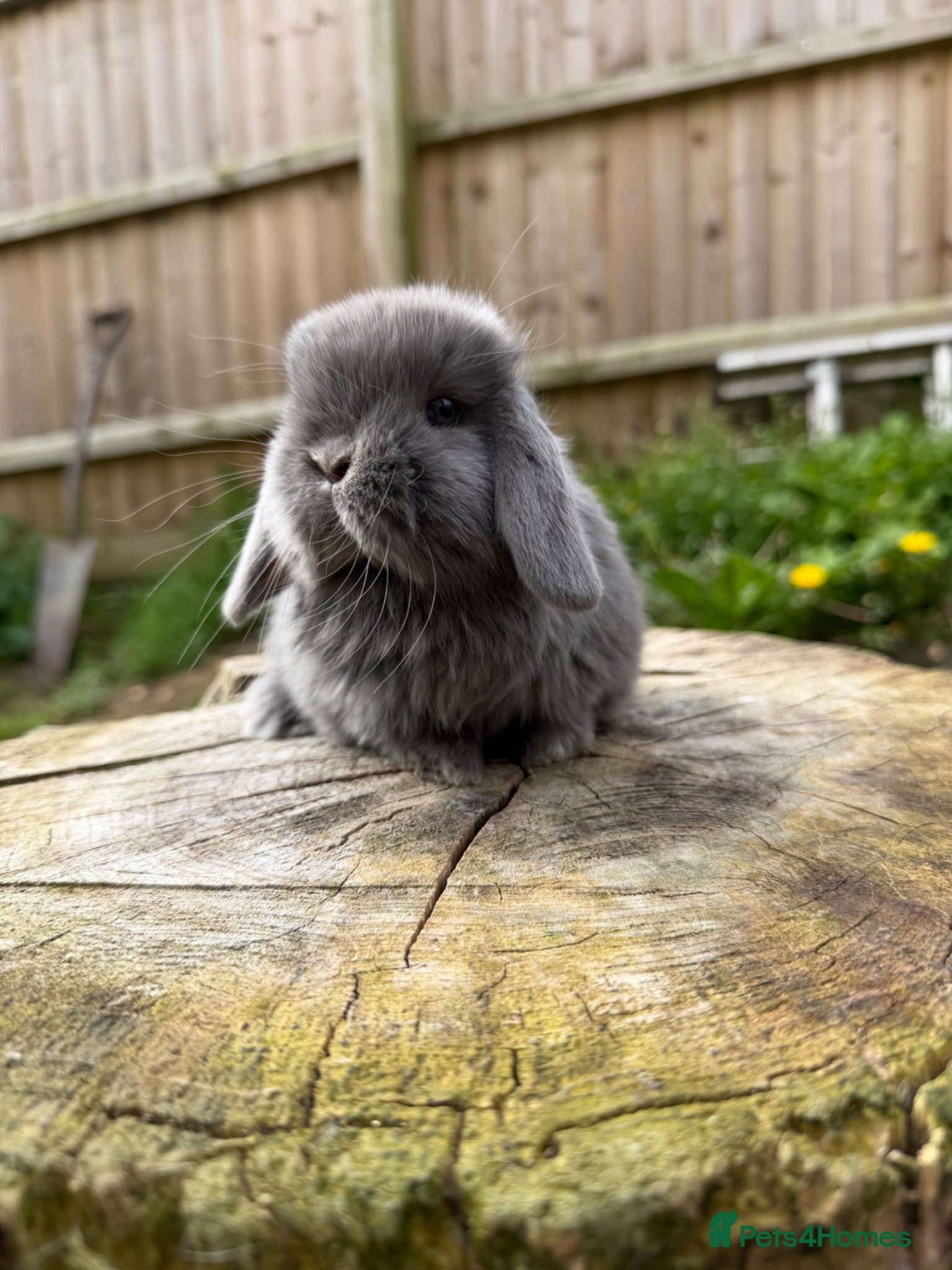Mini Lop rabbits Mini lops (young adult and sibling babies)  - Advert 1
