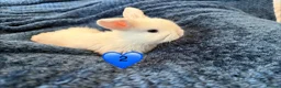 Mini Lop rabbits for sale: Pure bred mini lop bunnies - Advert 4