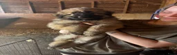 German Shepherd dogs for sale: Beautiful litter of healthy German shepherd pups - Advert 4