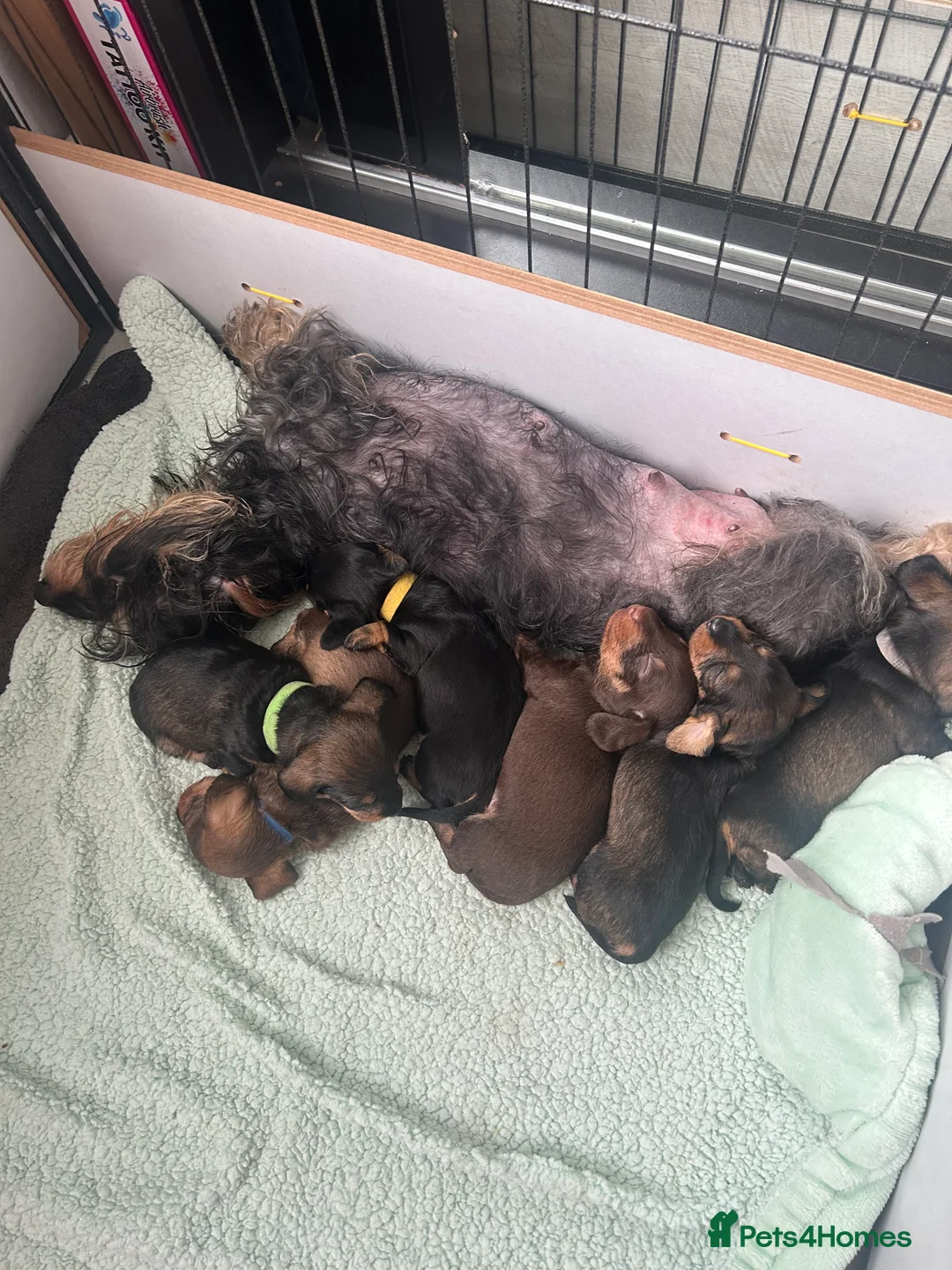 Miniature Dachshund dogs for sale: Miniature dachshunds! - Advert 16