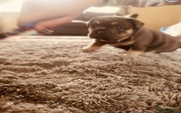 French Bulldog dogs for sale: Stunning French bulldog boy - Image 25