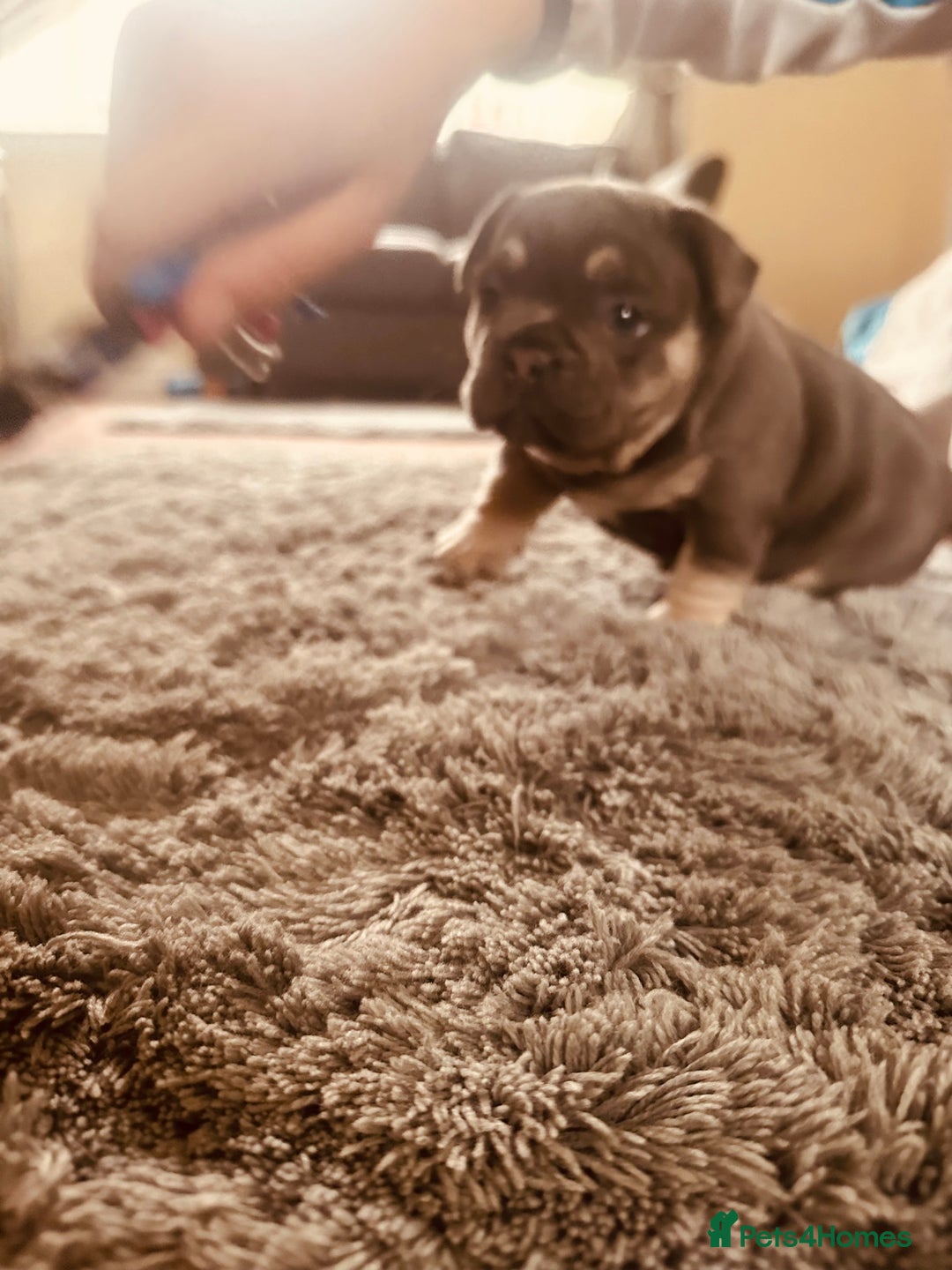 French Bulldog dogs for sale: Stunning French bulldog boy - Image 25