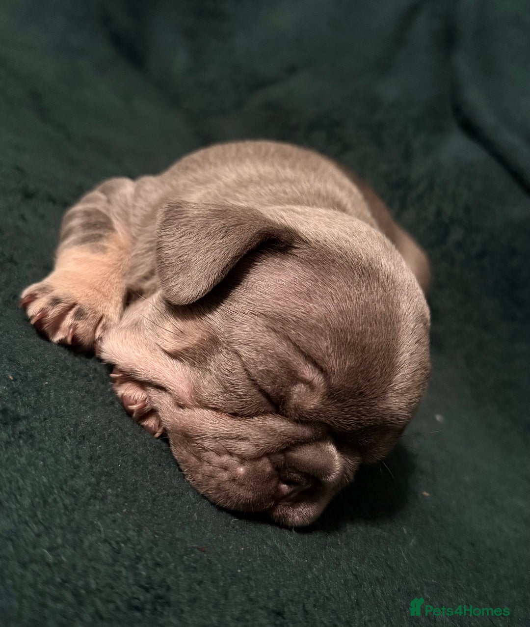 French Bulldog dogs for sale: Exclusive French Bulldog Puppies - Advert 8