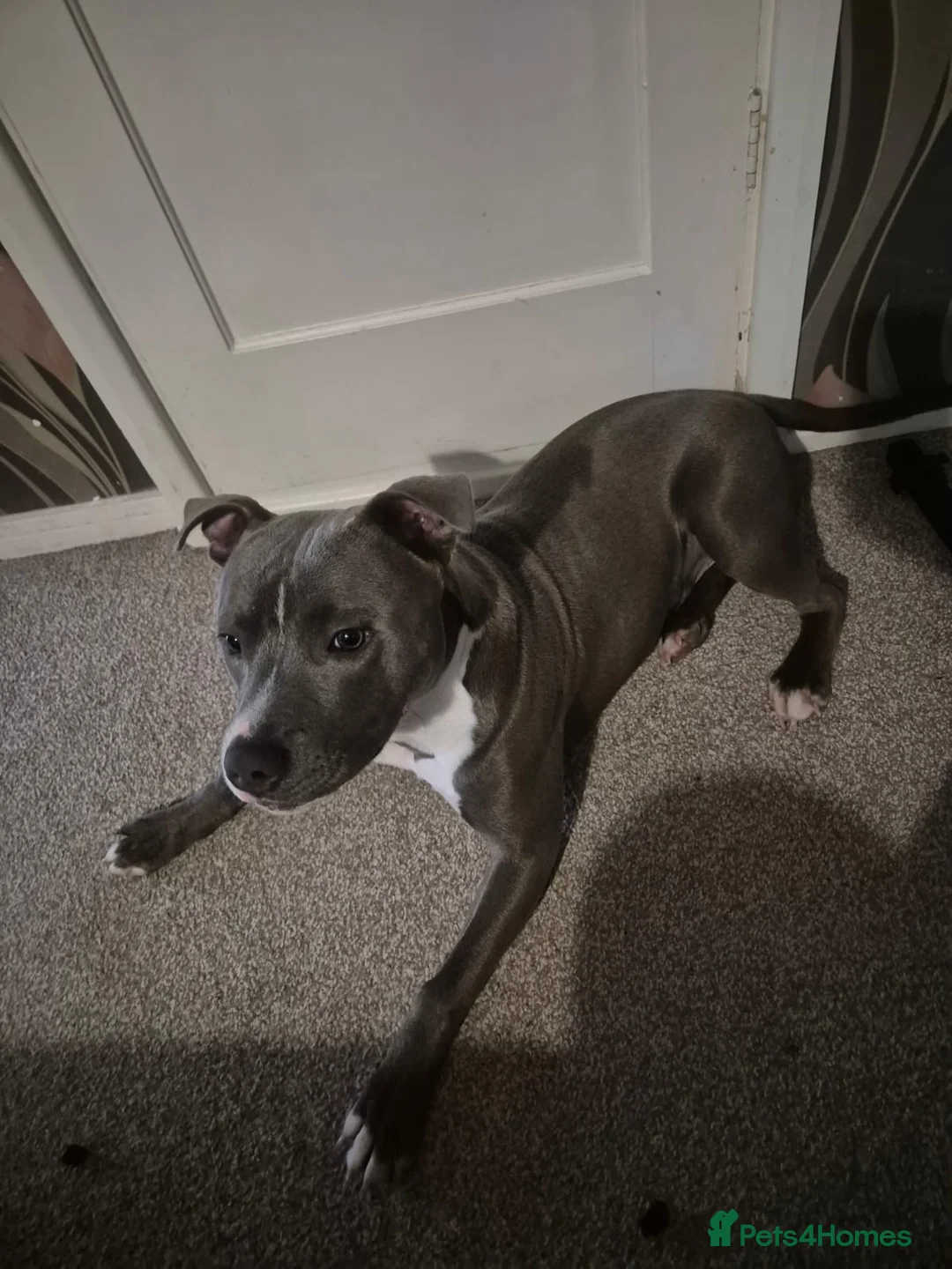 Staffordshire Bull Terrier dogs for sale: Chucky boy Staffordshire Bull terrier in Swindon - Advert 2