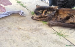 Mixed Breed cats for sale: Mixed kittens  - Image 6