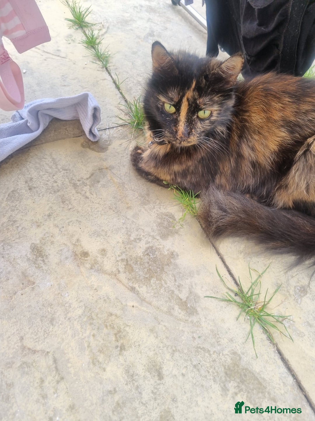 Mixed Breed cats for sale: Mixed kittens  - Image 6