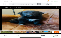 Mixed Breed dogs for sale: Loving girl looking for home - Image 4