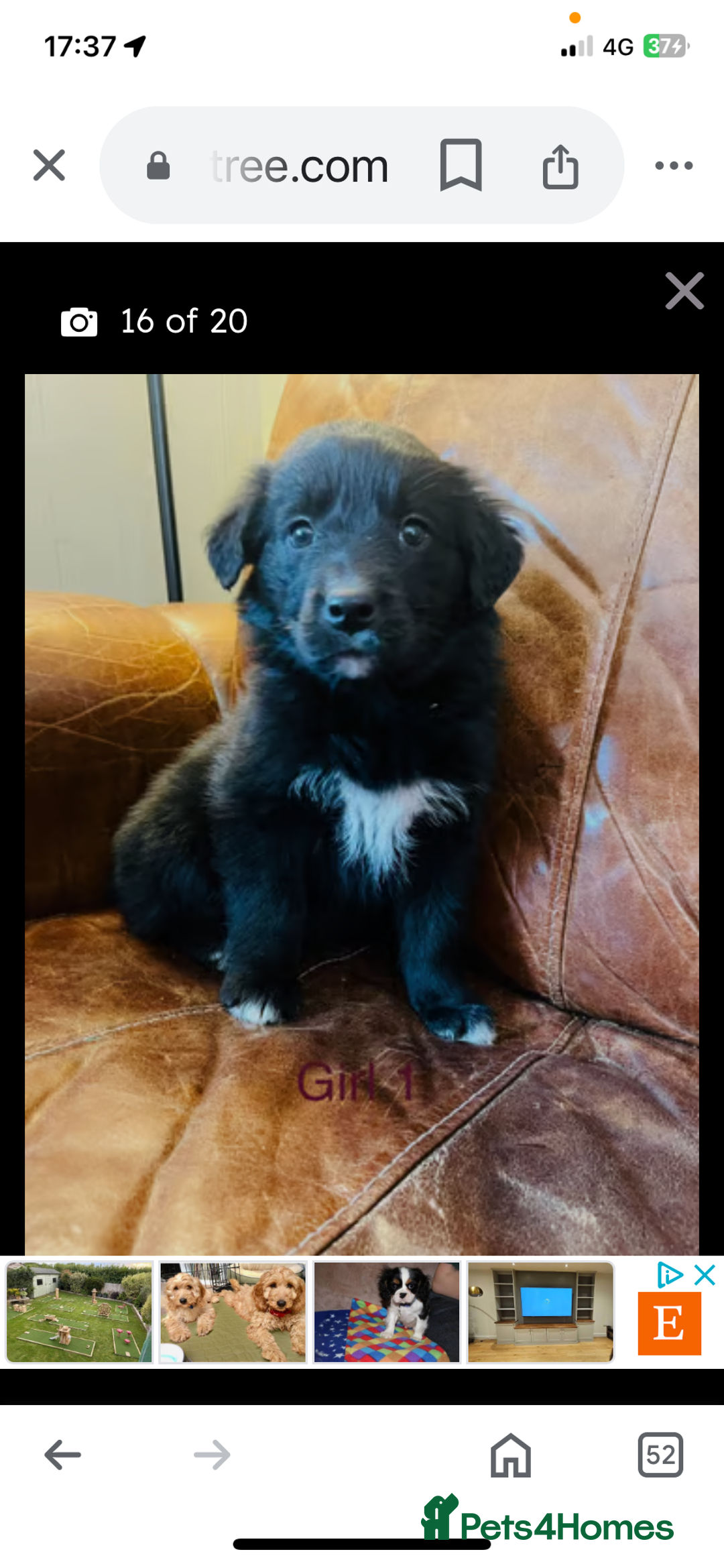 Mixed Breed dogs for sale: Loving girl looking for home - Image 4