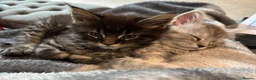 Maine Coon cats for sale: Stunning litter of pure bred Maine Coon kittens - Advert 33
