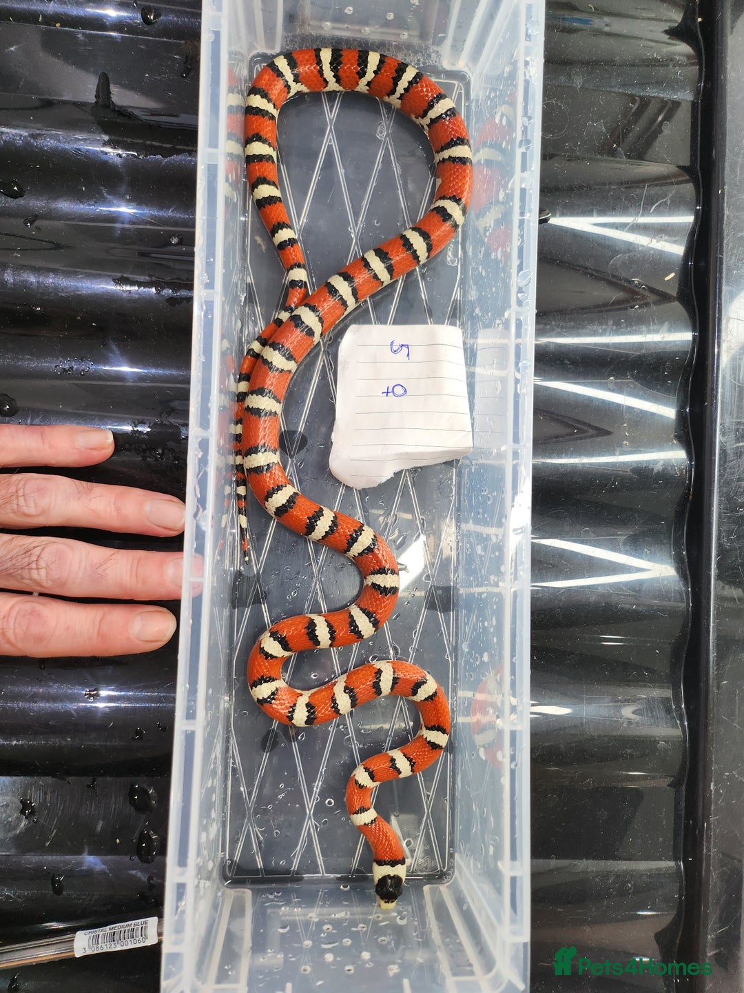 King Snake reptiles for sale: Arizona mountain king snakes - Advert 3
