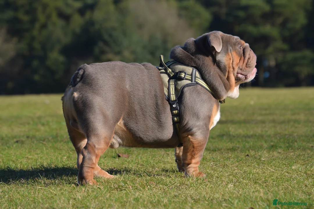 English Bulldog dogs for stud: TYSON OPEN FOR STUD in Birmingham - Advert 2