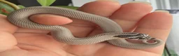 Snake reptiles for sale: Various Western Hognose Hatchlings - Advert 14