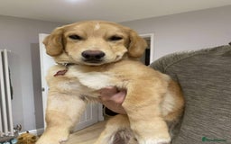 Mixed Breed dogs for adoption: HERSEY  - Advert 6