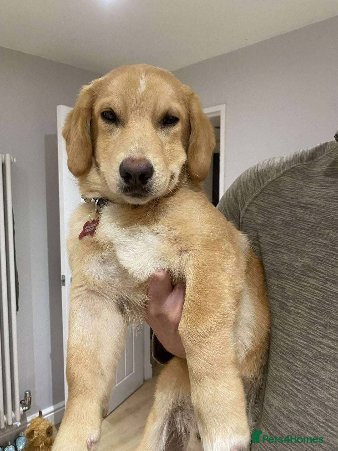 Mixed Breed dogs for adoption: HERSEY  - Advert 6