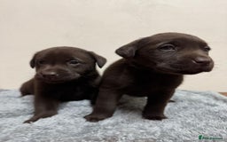 Labrador Retriever dogs for sale: Chocolate Labrador puppies - Image 6