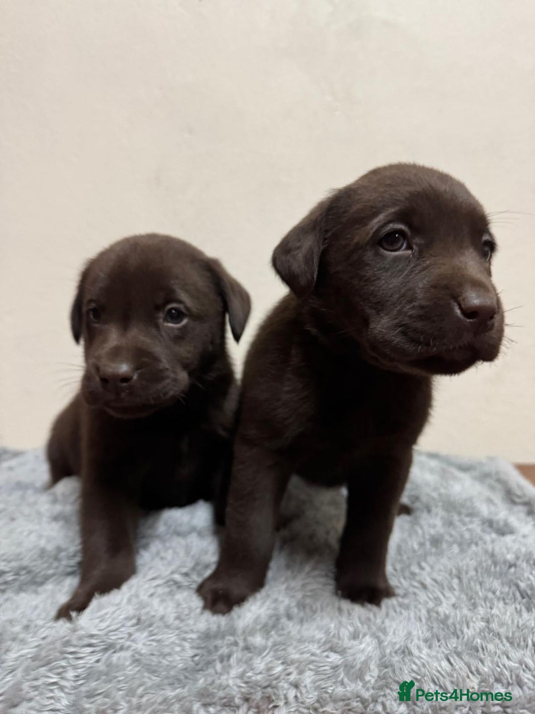 Labrador Retriever dogs for sale: Chocolate Labrador puppies - Image 6