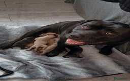 Mixed Breed dogs for sale: Puppies for sale  - Image 7