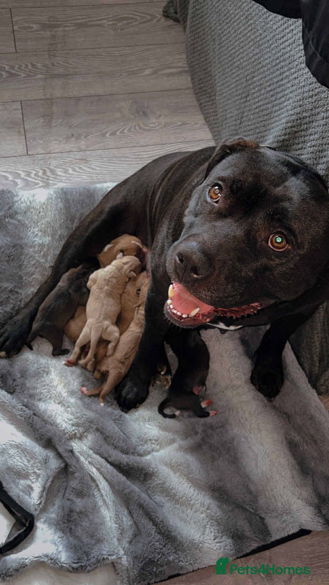 Mixed Breed dogs for sale: Puppies for sale  - Image 7